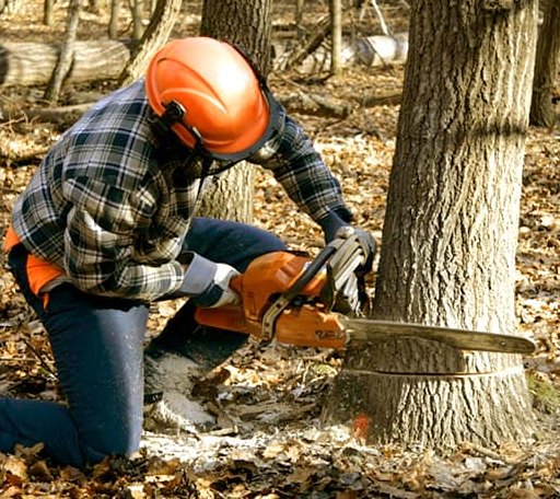 Tree Removal in Abington, MA